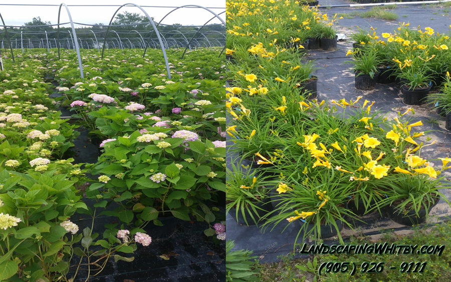 Plants Planting Hydrangeas Day Lilies